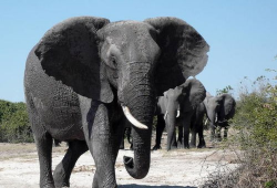 大象视频在线观看,在线观看，畅享视听盛宴